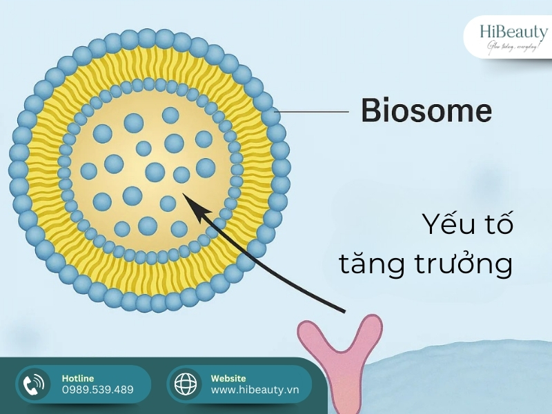 AnteAGE MD Biosome System: Review bộ đôi chuyên dụng sau liệu trình da