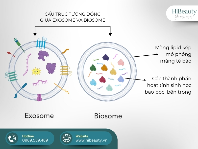 AnteAGE MD Biosome System: Review bộ đôi chuyên dụng sau liệu trình da
